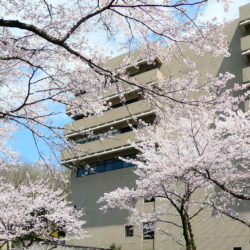 総合棟の桜です。