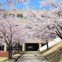 現代福祉学部棟の裏道は例年桜が綺麗に満開するスポットです。