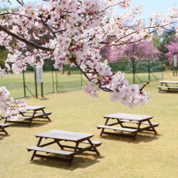 現代福祉学部のプレイグラウンドに咲いた桜の写真です。